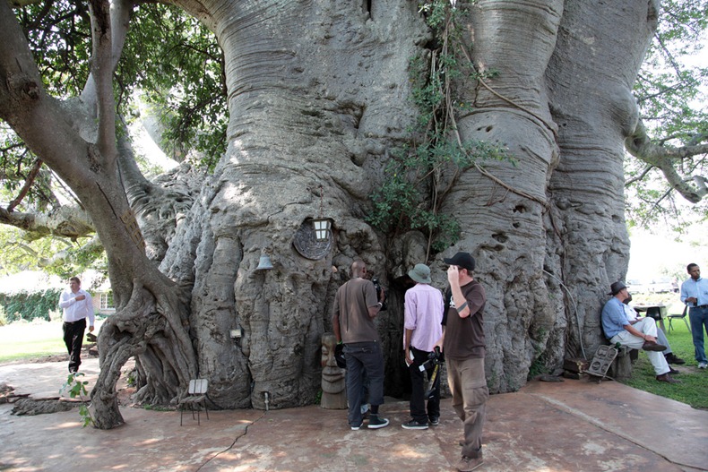 sunland-baobab-7