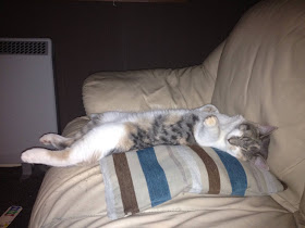 funny cat pictures, cat sleeps in funny position