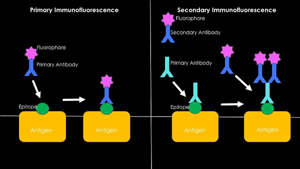 Imagen 329A | Immunofluorescence | Westhayl618 / Attribution-Share Alike 4.0 International | Page URL : (https://commons.wikimedia.org/wiki/File:Immunofluorescence.jpg) de Wikimedia Commons