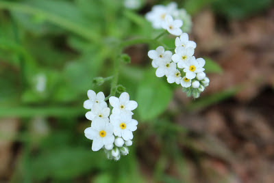 Bosvergeet-Mij-Nietje - Boskferjit-My-Net - Myosotis sylvatica