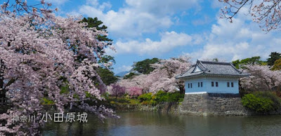 小田原城の桜がとってもよかった(^∇^)