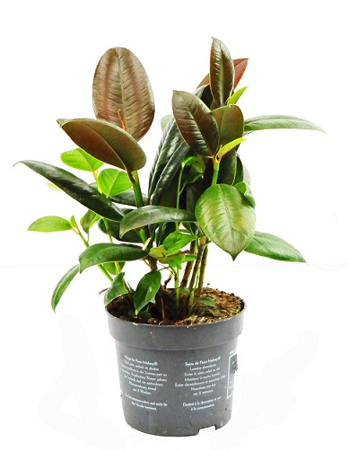 Spring ficus plant for full light