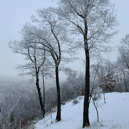 Three tall trees covered in frost on a snowy hill. The sky is foggy.