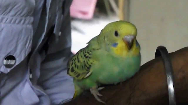 Bird For Pets