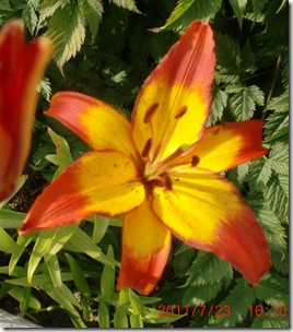 Juni-Juli 2011 329