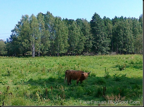 Sommar 2011