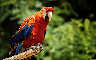 Macaw Parrots Wallpapers