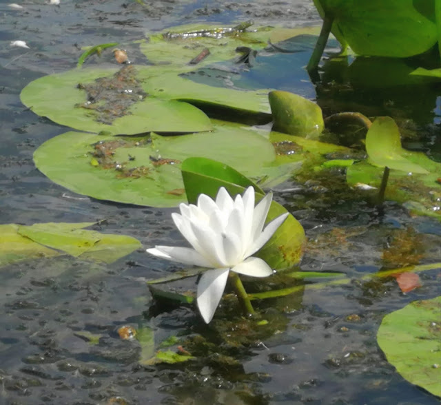 Danube Delta