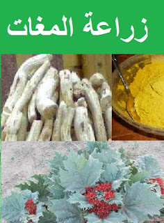 زراعة المغات