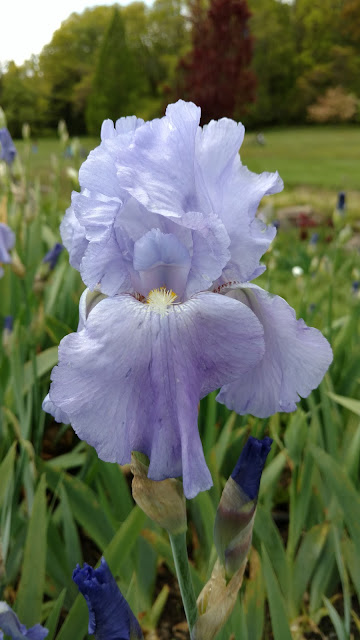 Півники. Ботанічний сад Пресбі. Монтклер. Нью-Джерсі (Presby Memorial Iris Gardens, Montclair, NJ)