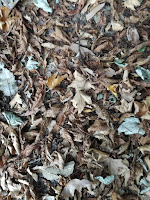 Collage de feuilles mortes photo de feuilles mortes à imprimer collage feuilles d'automne école collage feuilles enfant découpage feuilles automne
