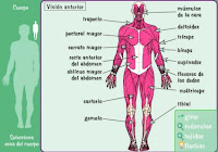 http://www.e-junior.net/juniornet/anatomy/swf/Bsmusc.swf