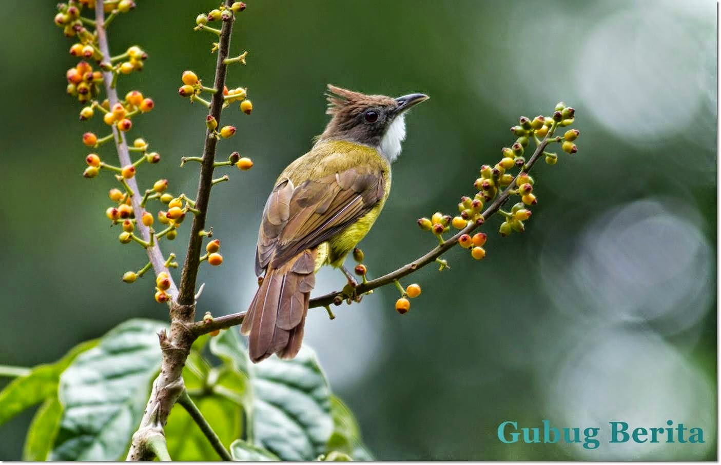 Kumpulan Foto Burung Cucak Jenggot Terbaik FOTO BURUNG KICAU