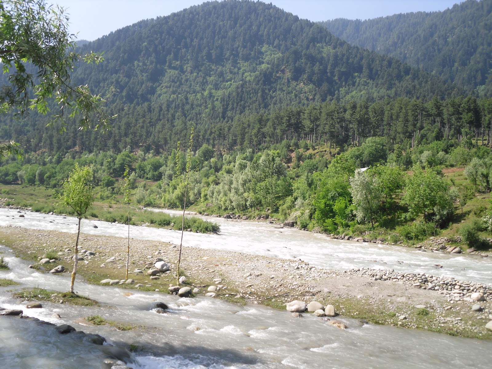 kashmir nature tulip garden kashmir nature