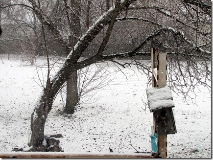 Snow12-31-12c