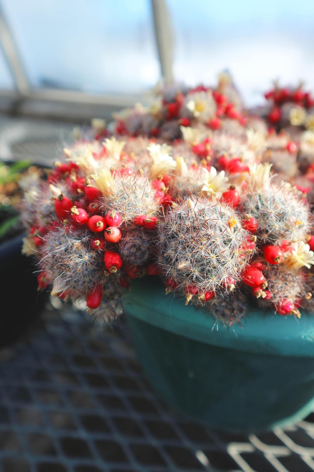 Celebrating Spring at City of Kingston Greenhouse