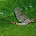 Ephimeroptera