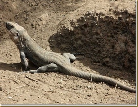 Lagarto Gigante de El Hierro