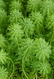 Roślina akwariowa Wywłócznik brazylijski - (Myriophyllum aquaticum)