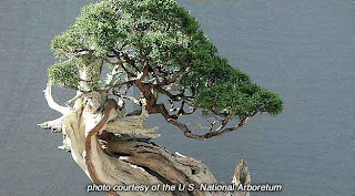 On the ancient art of bonsai