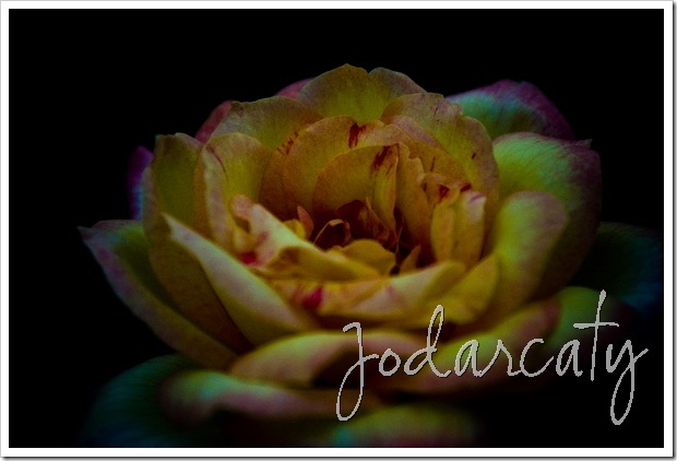 SONY DSC