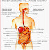El aparato Digestivo - Órganos principales