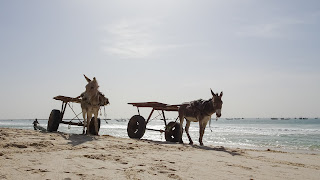 Mauritania has lots of donkeys for work