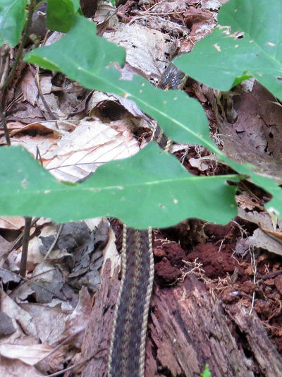 garter snake