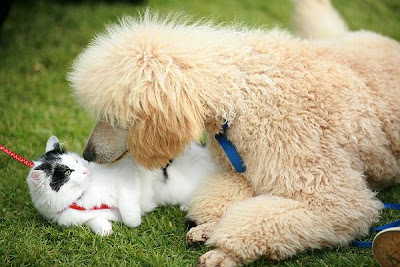 Kiss between Dog and Cat 3