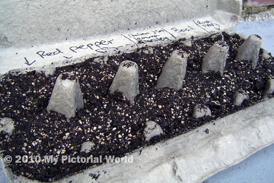 Homemade-Seed-Tray