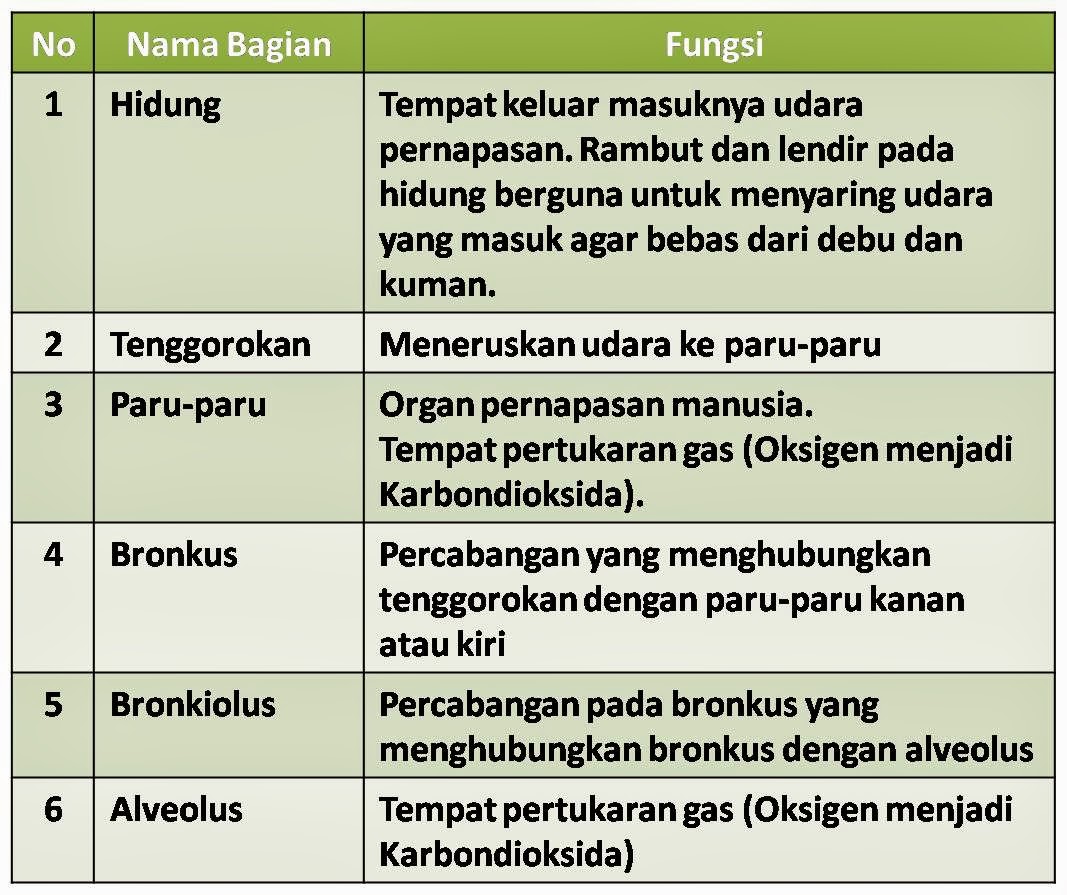 GAPAI 2____ (New Season): Pembahasan Soal. IPA 5_ BAB 1 