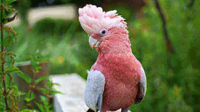 Cockatoos