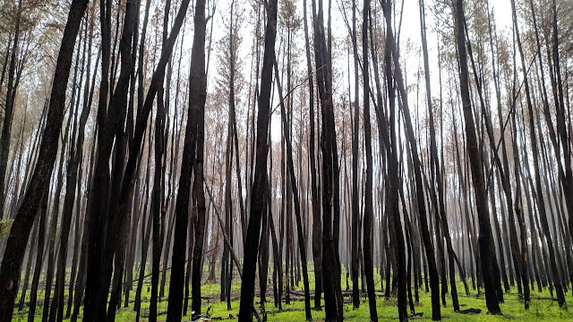 Wisata Alam Hutan Pinus Tala-Tala Maros