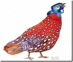 Alec Earnshaw-Tragopan_th