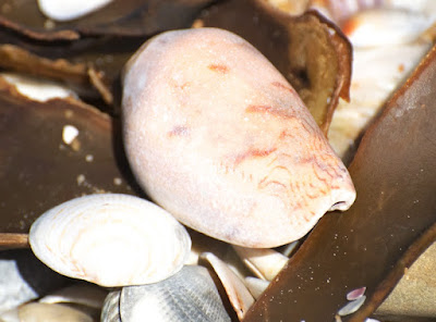 Anemone Cone (Conus anemone)