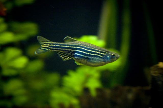 Dunia Ikan Hias - Danios Zebra