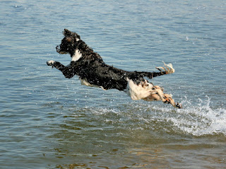 English Springer Spaniel, Springer Spaniel, English Springer Spaniel Puppies, Springer Spaniel Temperament