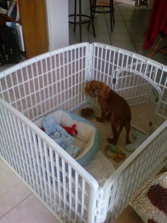 Outdoor dog kennels for sale in USA.: Dog pen in garage