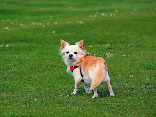 different breeds of dogs pictures, chihuahua long coat