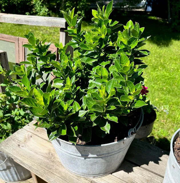 Photos of container garden at planting time & in July.