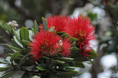 pohutukawa tree (Metrosideros excelsa)