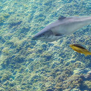 Wie diese zwei Fische, schwimmen Masse und Macht nebeneinander her