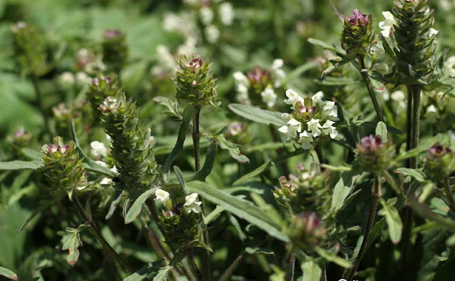 Prunella laciniata Flowers Pictures