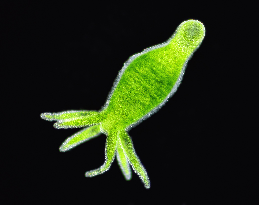 Contoh contoh Hewan Filum Cnidaria Coelenterata 