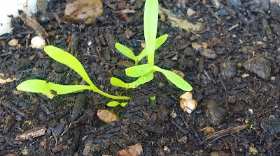 cotiledoni Calendula