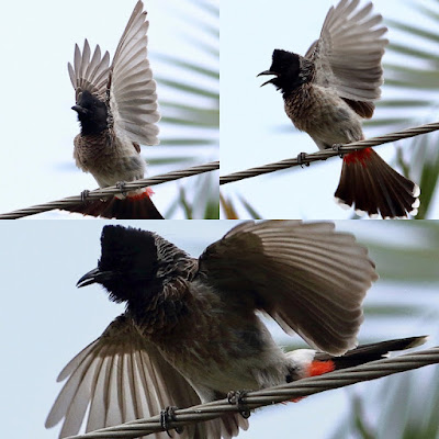 Red-vented Bulbul