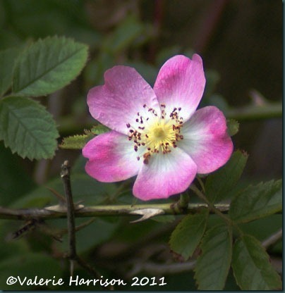 1-dog-rose
