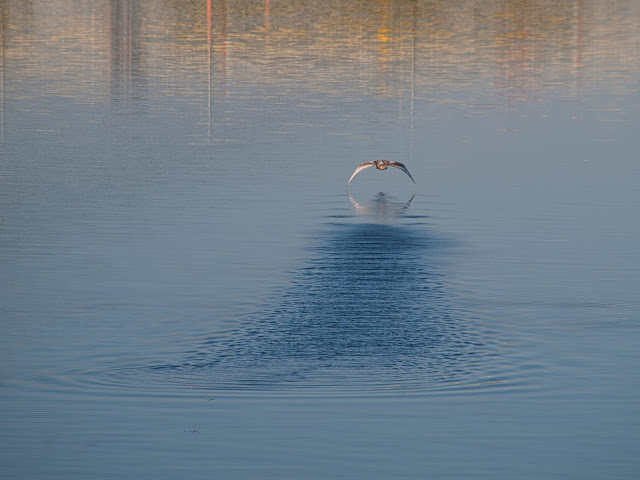 Chalon-sur-Saône, Saône, oiseau, décollage