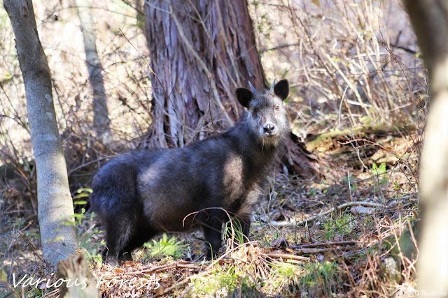 Japanese Serow in Tokyo Hinode town