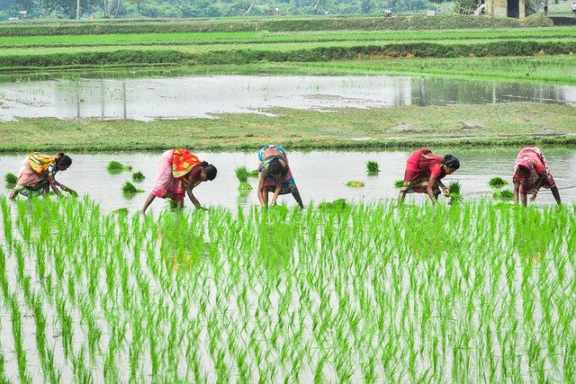 Recent Studies Show High Levels of Arsenic in Rice. Is that something you need to be concerned with, or not?